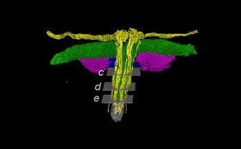 Przez lata była omijana. Naukowcy zeskanowali intymną część ciała