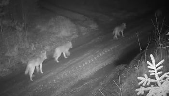 Kamera nagrała je w lesie. Cała wataha. Reakcja ludzi