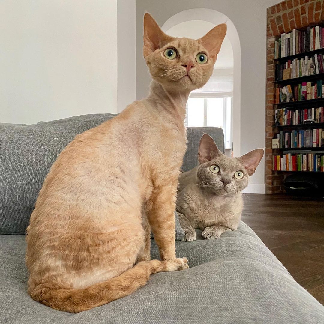 Mieszkanie Mateusza Gesslera