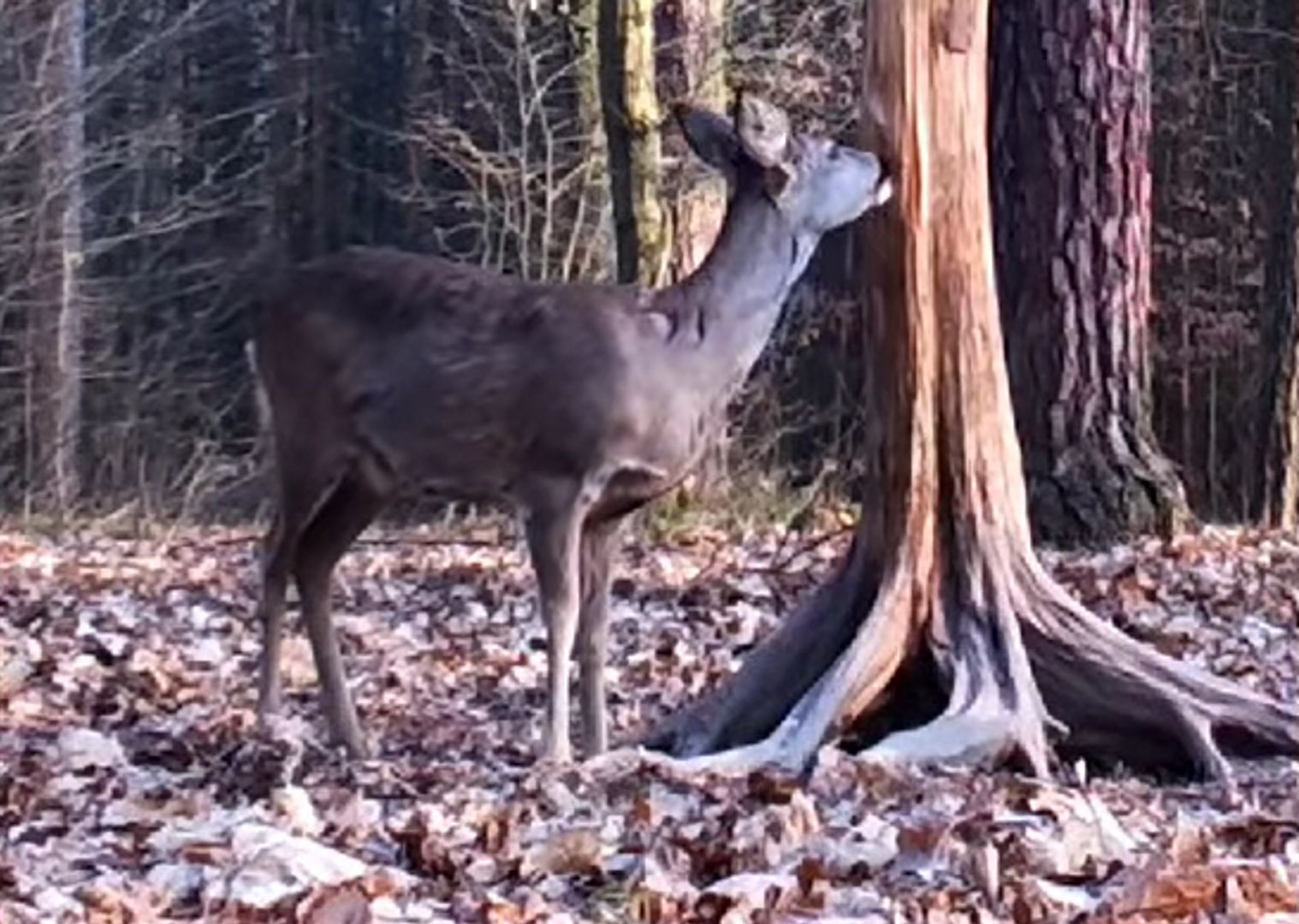 Sarna nagrana w lesie. Leśnicy tłumaczą, co robi zwierzę