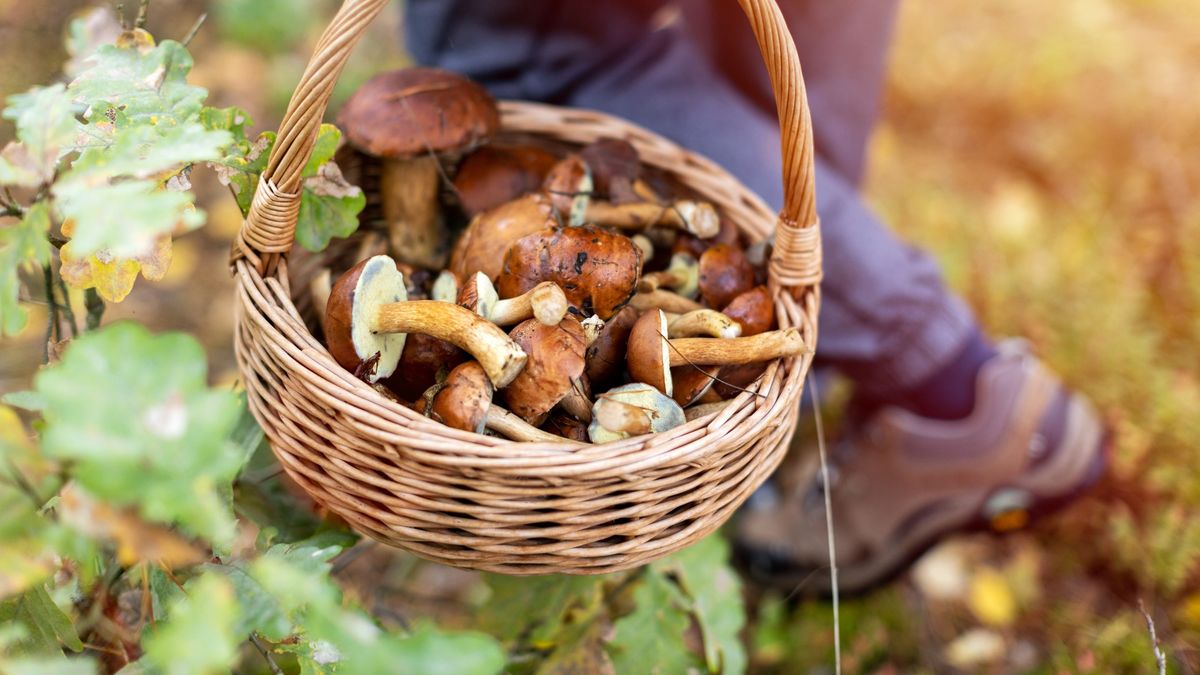 Picking mushrooms in the woodsPicking mushrooms in the woodsPIKSELmushrooms, fresh, healthy, plants, trees, daytime, fall, wild, green, flora, woodlands, park, woods, mushrooming, edible, bay bolete, mleria badia, seasonal, bio, tasty, delicious, boletus