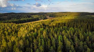 Wycięli 530 ha lasu w Finlandii. Teraz Google się tłumaczy