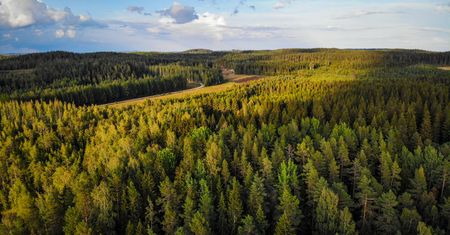 Zniknęło 530 ha lasu w Finlandii. Teraz Google się tłumaczy