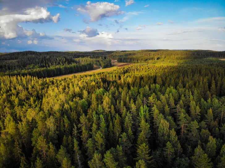 Zniknęło 530 ha lasu w Finlandii. Teraz Google się tłumaczy
