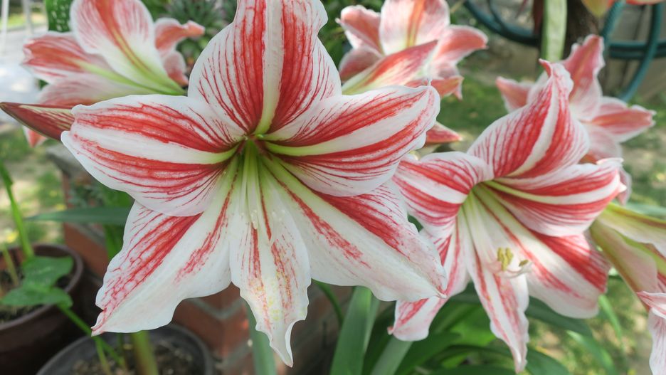 amaryllis, flower, houseplants, red with white amaryllis, hippeastrum, bulbous plant, beautiful flower