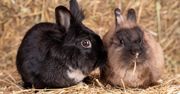 Wieluń: Wystawa królików już 7 lutego