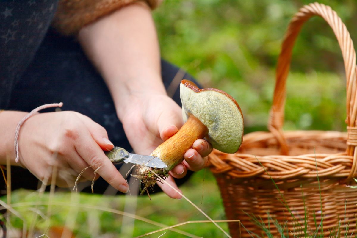 Grzyby jadalne bywają mylone z trującymi. Dowiedz się, jakie najczęściej