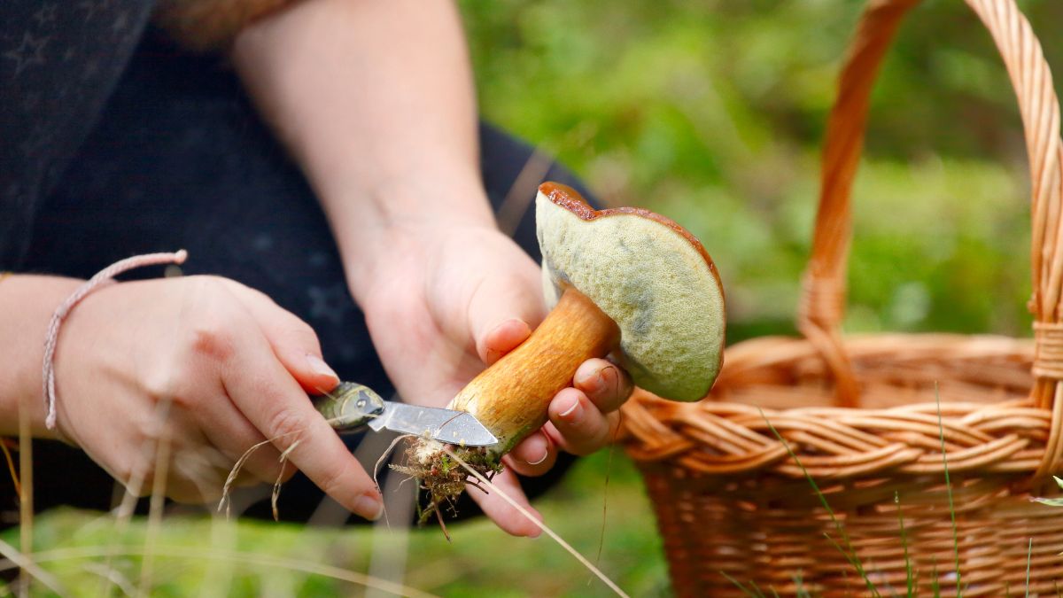 Grzyby jadalne bywają mylone z trującymi. Dowiedz się, jakie najczęściej