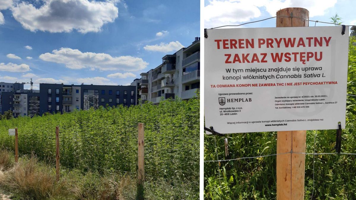 Pole konopi między blokami przy ul. Jantarowej w Lublinie