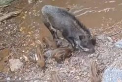 Sposób dzików na upały. Nagranie zwierząt znad wodospadu to hit sieci