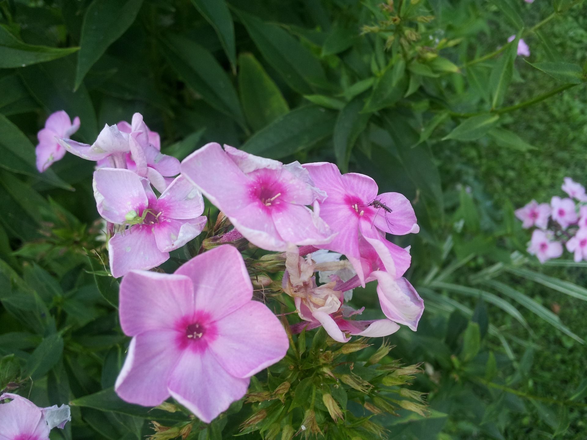 Samsung Galaxy S II - test cz. 2 [oprogramowanie] 23