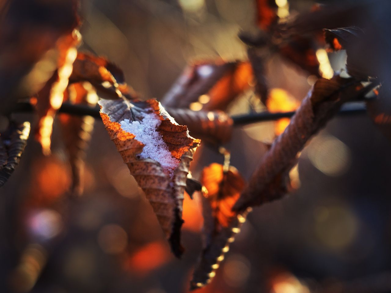 Zdjęcie #7: jesienne liście  |  f/2.8, 1/320 s, ISO 200  |  Olympus OM-D E-M1 + Olympus M. Zuiko ED 60 mm f/2.8 Macro