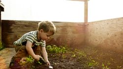 Cykuta (szalej jadowity) - co to jest i jakie są objawy zatrucia 