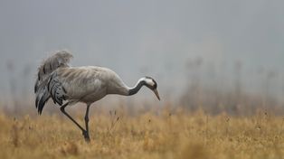 Warszawa: Ekopatrol pomógł żurawiowi. Zwierzę szukało pomocy u ludzi