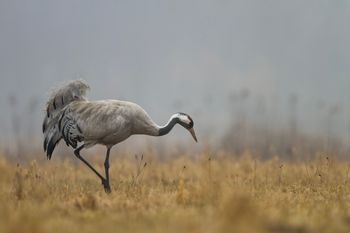 Warszawa: Ekopatrol pomógł żurawiowi. Zwierzę szukało pomocy u ludzi