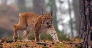 Leśnik nagrał je w nocy. "Śmierć choć jednego to ogromna strata"