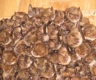 Łazy. Dzicy lokatorzy na strychu, sensacyjne odkrycie