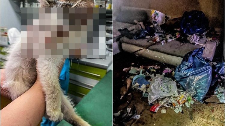 19-latka obiecywała, że zaopiekuje się kotkami