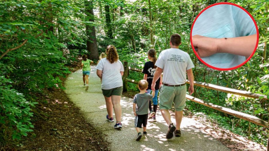 Grupa krwi a kleszcze