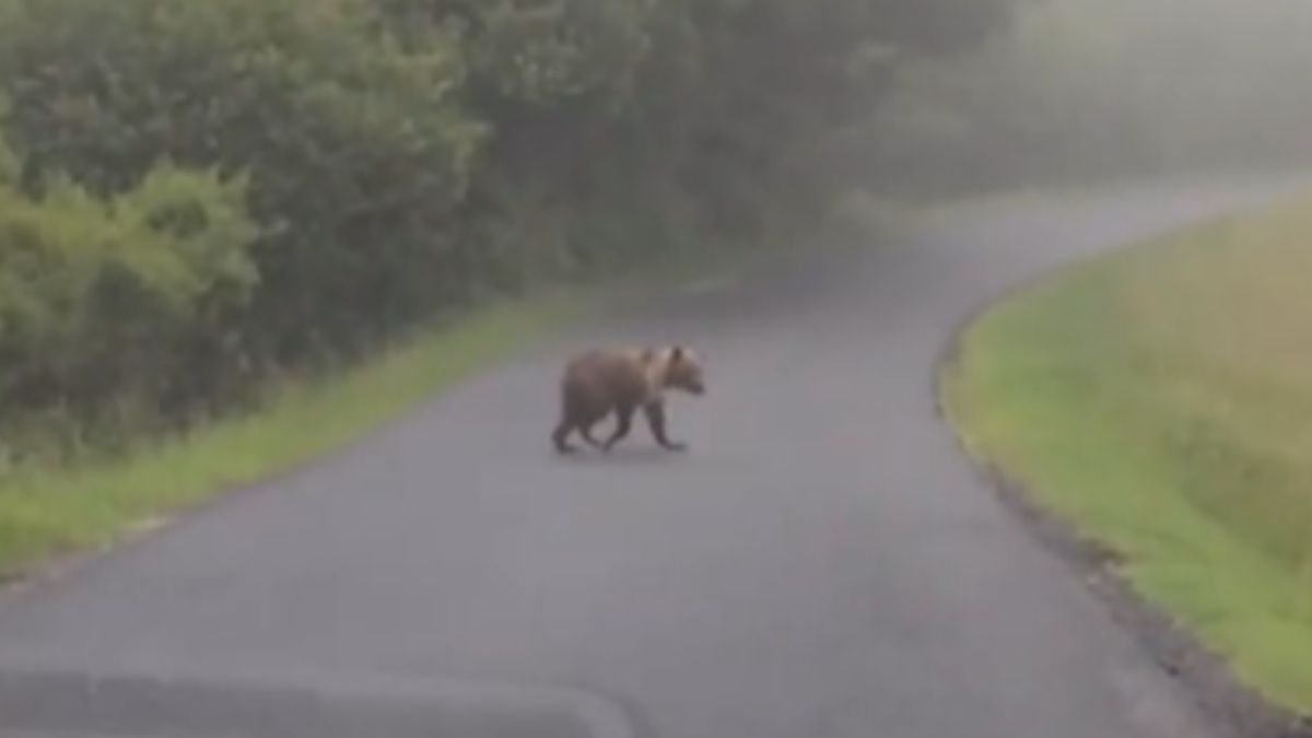 Niedźwiedź spacerował przed maską samochodu