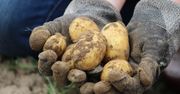 Dmenin: Święto Ziemniaka. Największy ważył prawie dwa kg