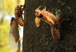 Miliardy insektów Brood X wyszły spod ziemi w USA. Entomolodzy są zachwyceni