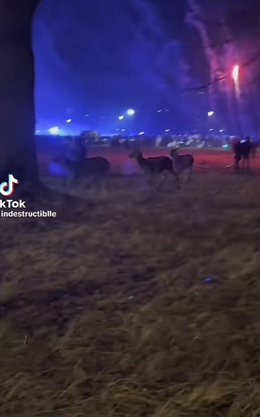 "Sylwester z Dwójką"