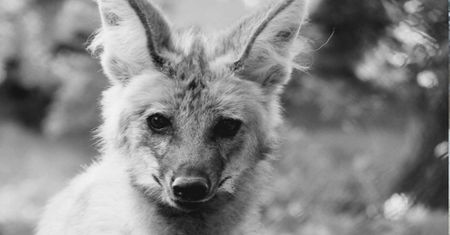 Uśpiono wilczycę Tinę. Trudny dzień dla warszawskiego zoo