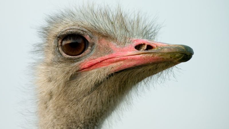 DARPA chce stworzyć strusia pędziwiatra? [wideo] 1