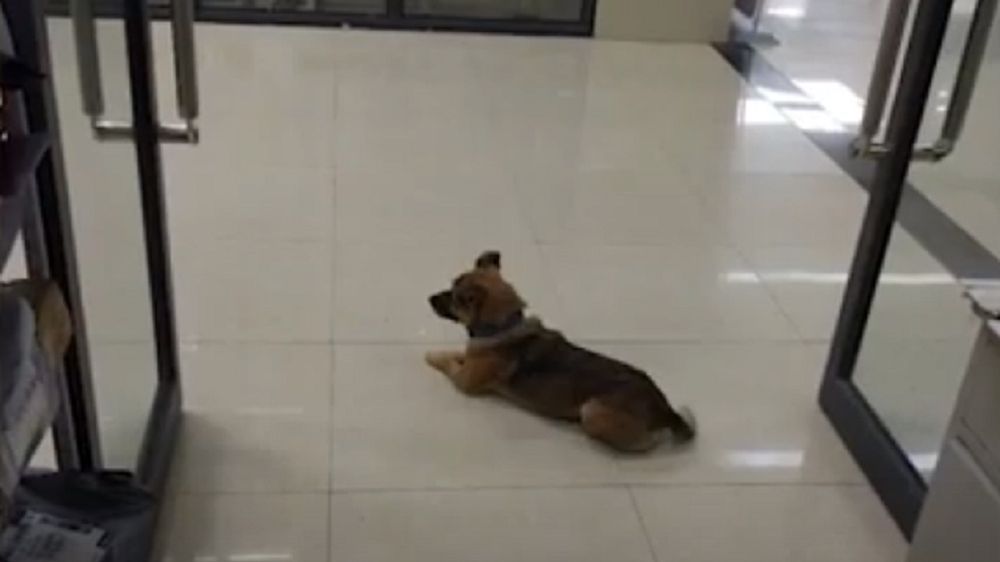 Pies przez 3 miesiące nie ruszył się ze szpitala