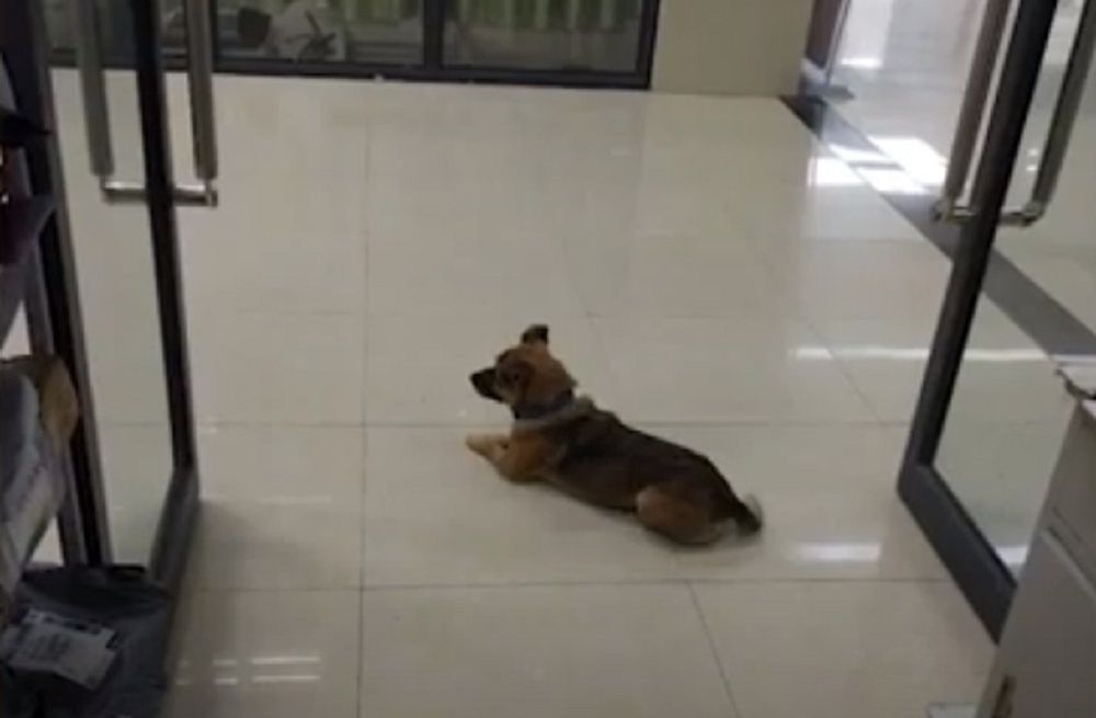 Pies przez 3 miesiące nie ruszył się ze szpitala