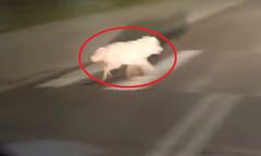 Wilk w centrum miasta. Wbiegł tuż przed maskę radiowozu