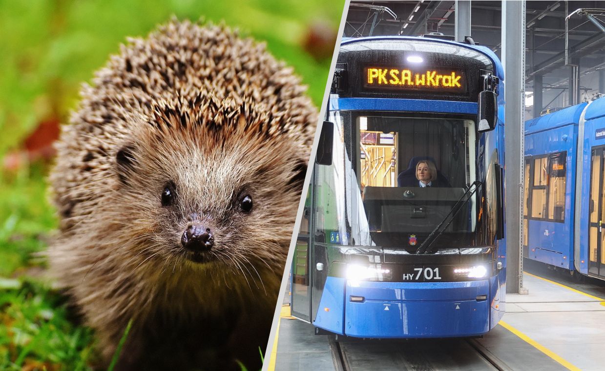 Martwe jeże na miejscu budowy linii tramwajowej