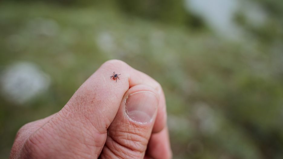 Kleszcze mogą odstraszać niektóre produkty spożywcze