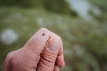 Jedz codziennie, a kleszcze będą cię omijać. Nie znoszą tego zapachu
