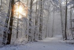 Pogoda. Zima wróciła na dobre. W tygodniu śnieg i tęgi mróz