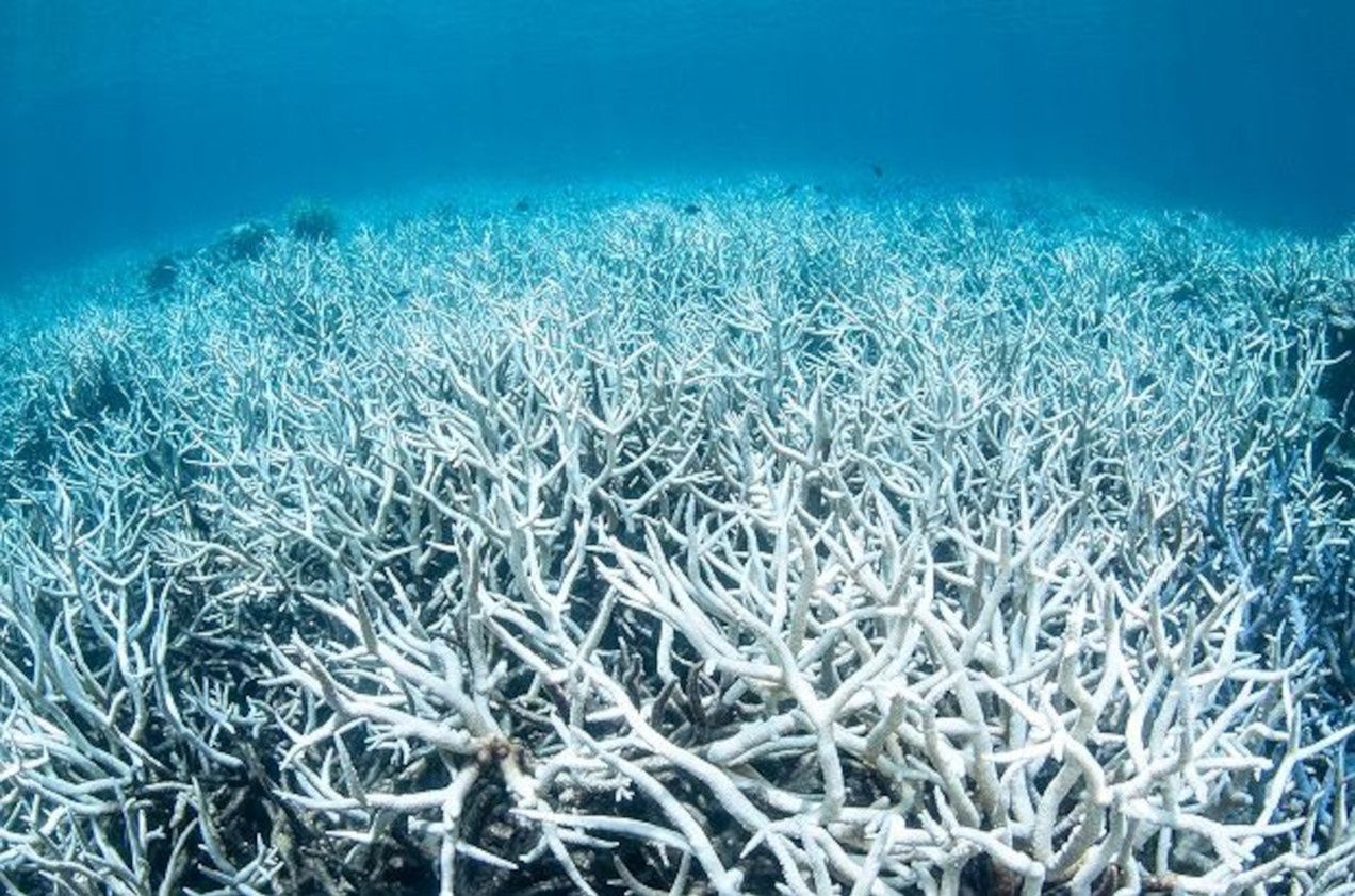 Blaknące korale, jeden z symptomów ocieplenia oceanów