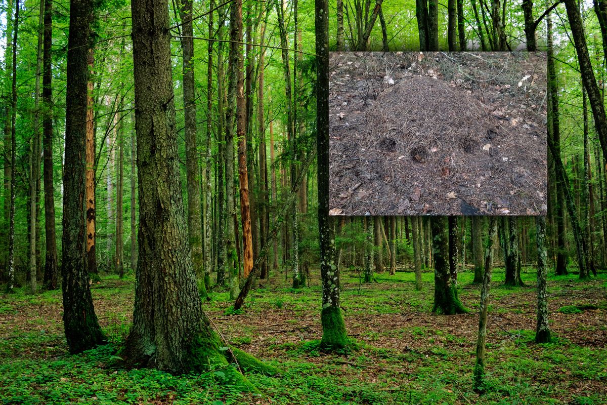 Leśnicy pokazali zdjęcie zniszczonego mrowiska 
