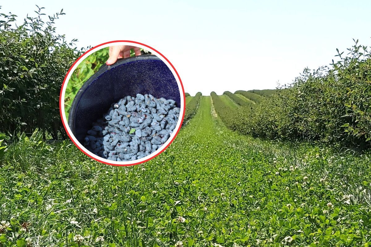 Pełne krzewy czekają. Rolnicy zachęcają do samozbiorów. Oto cena za kg
