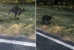 Kangur Luluś na gigancie. Są nowe nagrania z polskiego lasu