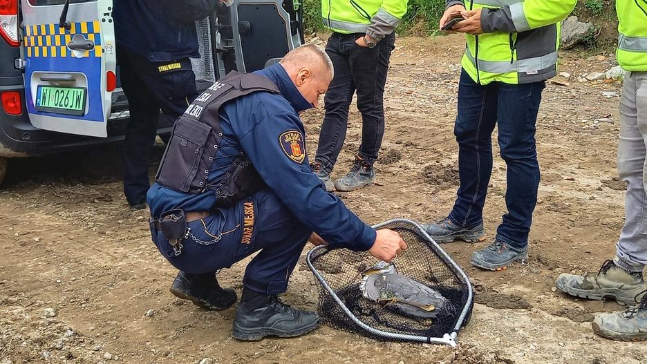 Warszawa. Strażnicy miejscy z Ekopatrolu pomogli uratować czaplę siwą, znalezioną przez pracowników MPWiK na terenie budowy kolektora Wiślanego (MPWiK Warszawa)