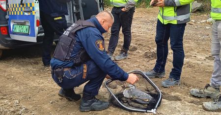 Warszaw. Czapla uratowana. Znaleźli ją na budowie kolektora Wiślanego