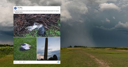 Tragiczne skutki nawałnicy w Montwiliszkach. Bocian nie przeżył
