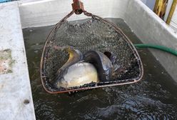 Krotoszyn. Zabijał karpie, nie ogłuszając ryb. Sąd zmienia wyrok