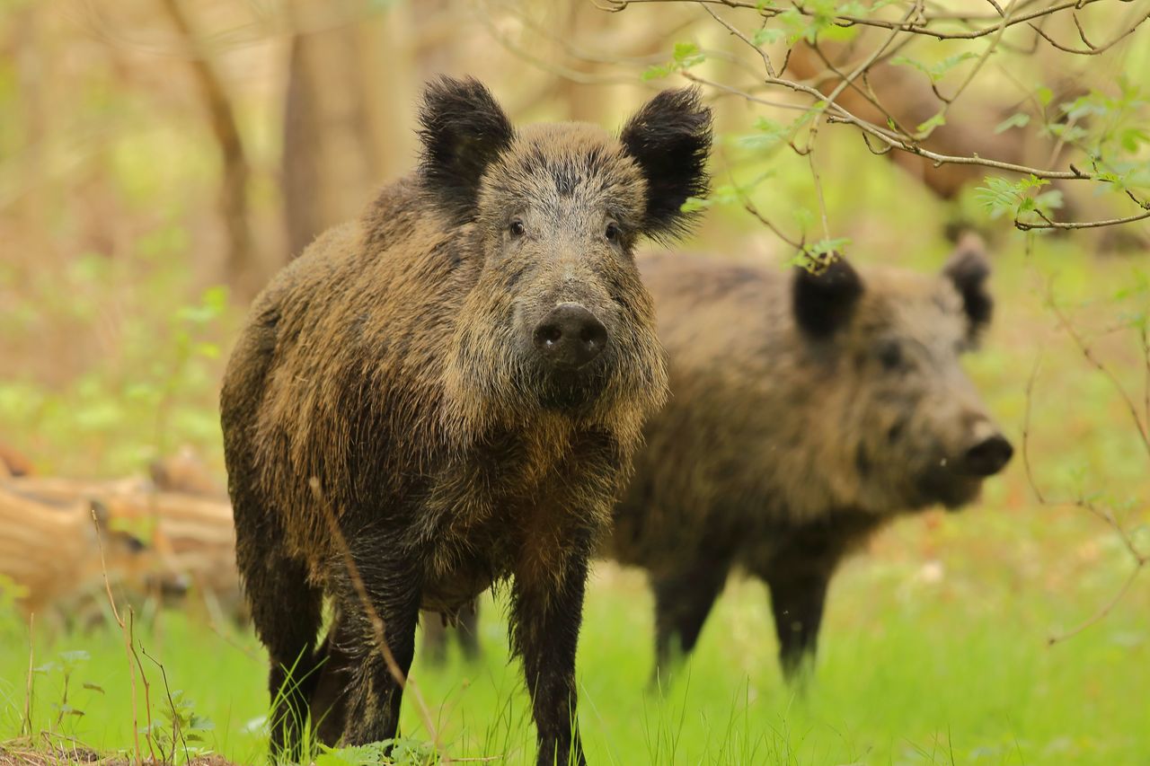 Advit Wiązowna: Stado dzików zniszczyło murawę. "Jakby ktoś ją przeorał traktorem"