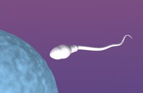 Zagnieżdżenie zarodka – kiedy następuje i jak się objawia?