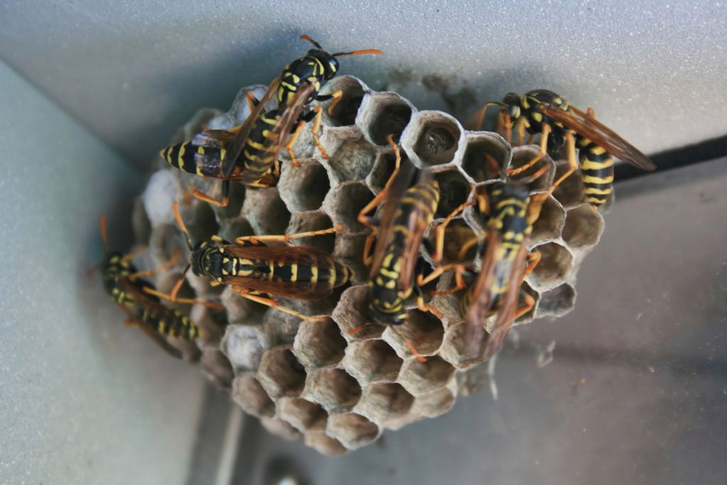 Dużo gorsza niż osa. Jej użądlenie jest bardzo bolesne