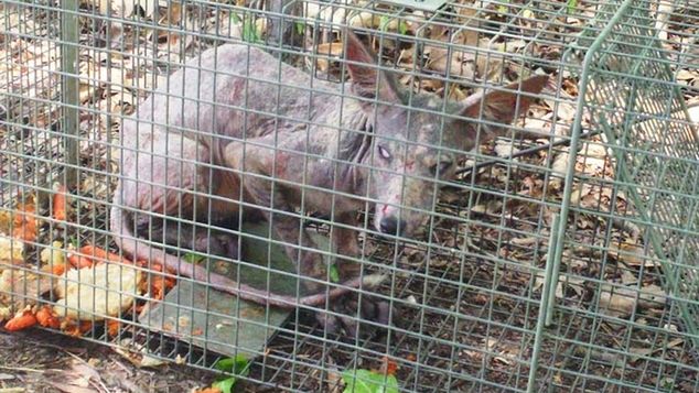 Udało się złapać słynną chupacabrę? 1