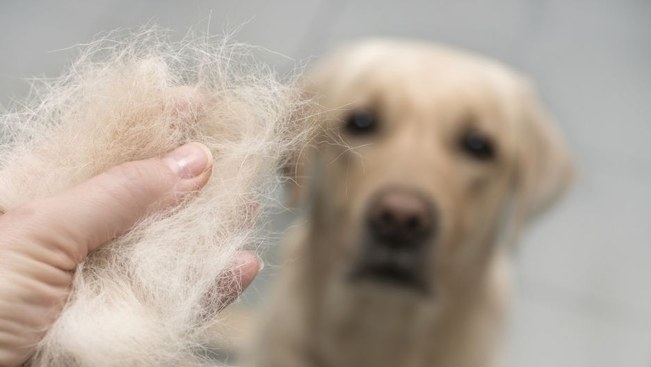 
Odkurzacz sierść pies i kot pies w domu dog, care, pet, wool, animal, grooming, brush, comb, hygiene, background, hair, fur, groomer, undercoat, breed, clean, cleaning, beloved, shedding, siberian husky, accessory, closeup, cute, domestic, equipment, adorable, allergy, bunch, fluffy, brushing, clipper closeup, combing, dog wool, fleece, fluff, hairbrush, wool clipper, labrador, haircut, canine, trimming, season, professional, face