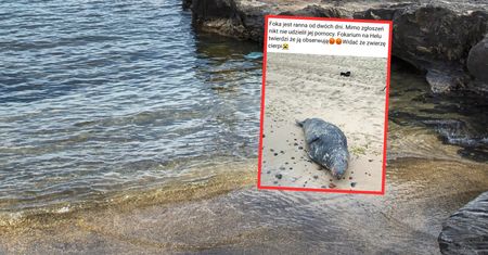 Skandal na Helu. Kobieta zobaczyła zwierzę na plaży. Oto co zrobiła